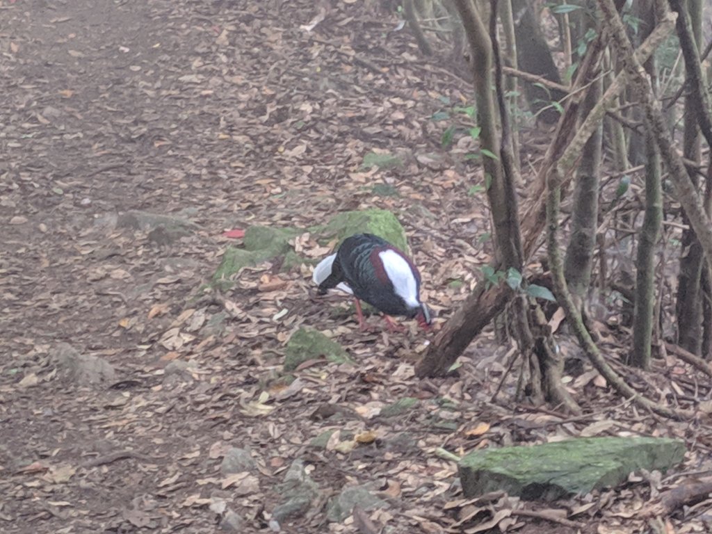 屋我尾山_1191047