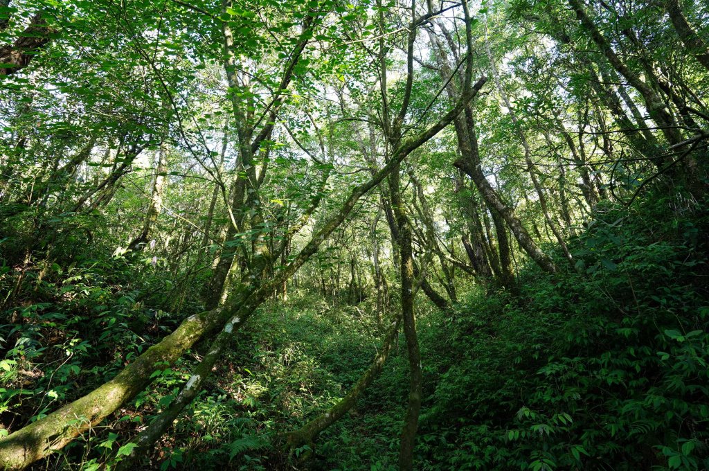 新北 烏來 阿玉山_2824053