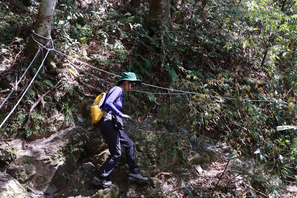 北插山腳散步之赫威神木群_2757675