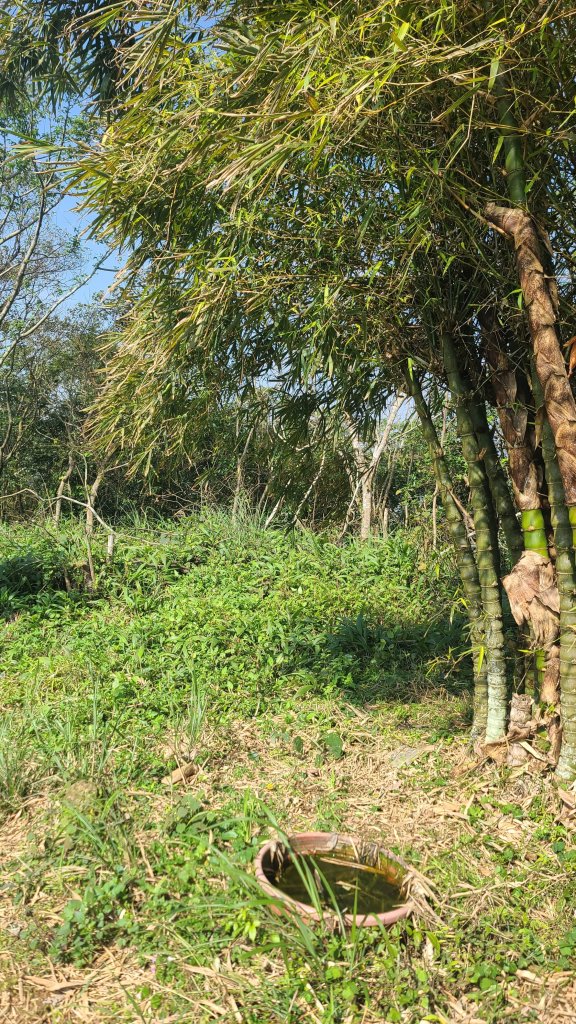 2025-0204 鶯歌_大凍山_三角埔頂山_迴龍_2707868