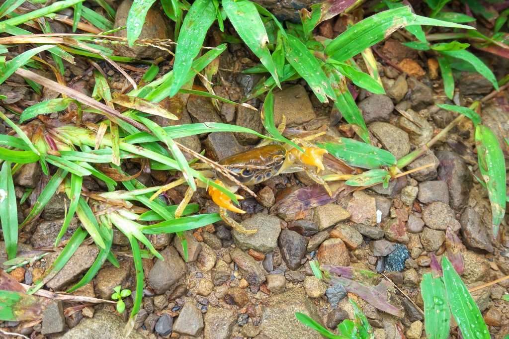 淡蘭古道中路之中坑、崩山坑古道O型_685803
