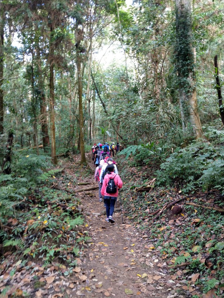 馬那邦山(小百岳#37)登山步道。點點楓紅 2020/12/13_1425310