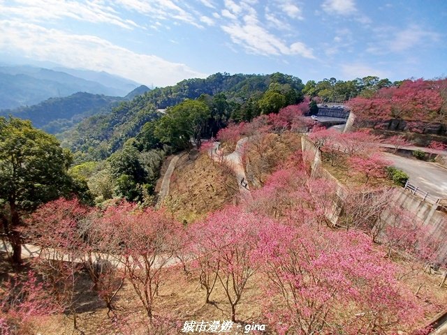 【苗栗獅潭】天晴賞花趣。 協雲宮櫻花步道x獅潭鄉神秘小徑x獅潭義民廟x銅鑼炮仗花海公園封面圖