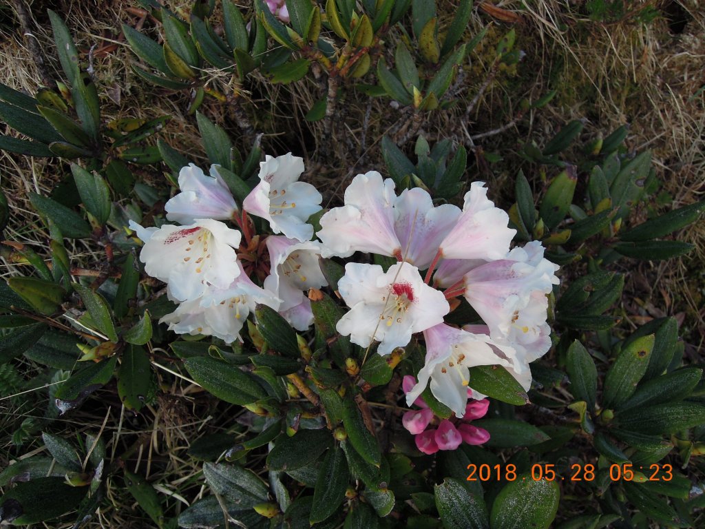 20180827-28_雪山主東_852899