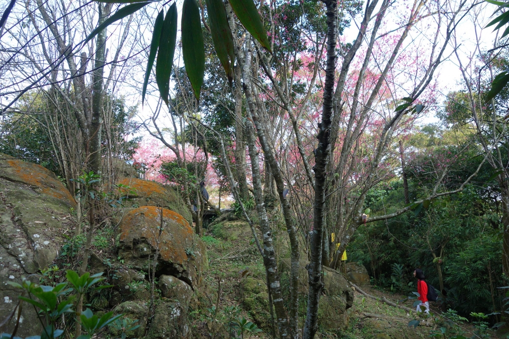 台北賞櫻祕境-櫻花山莊_11813