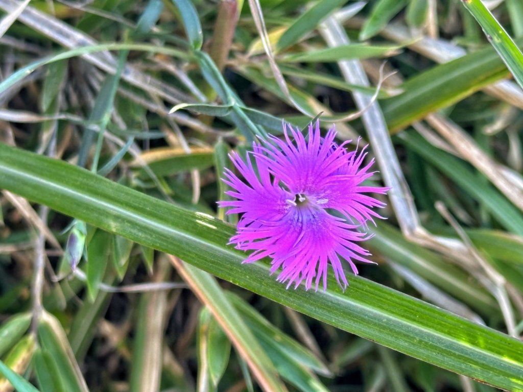 合歡北峰 盛夏之美_2544907
