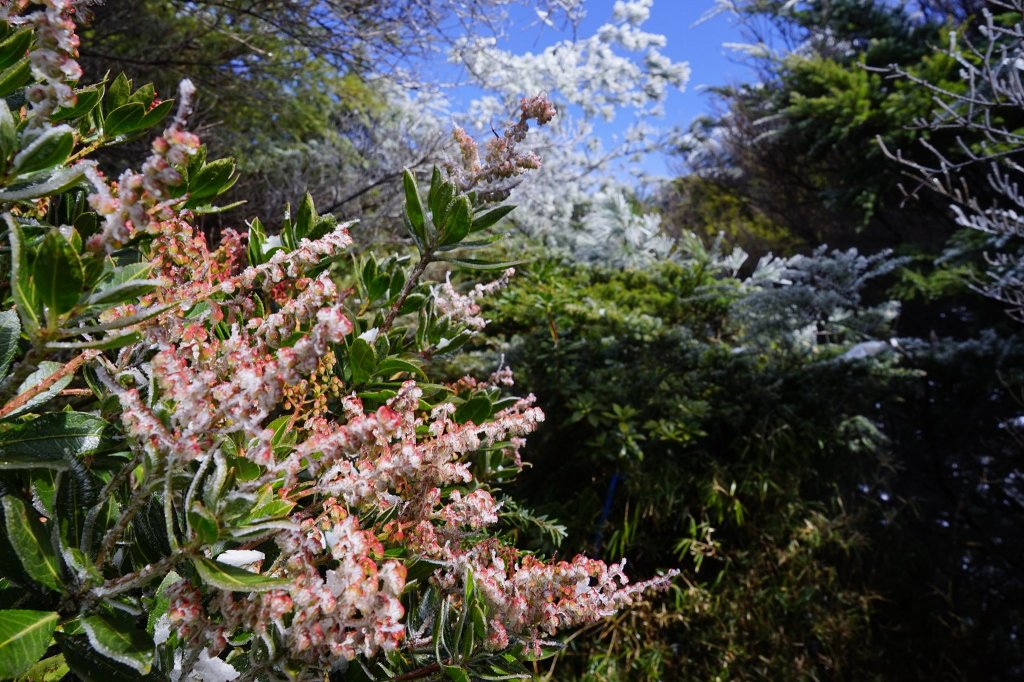 百岳單攻 | 霧淞西巒_1234185