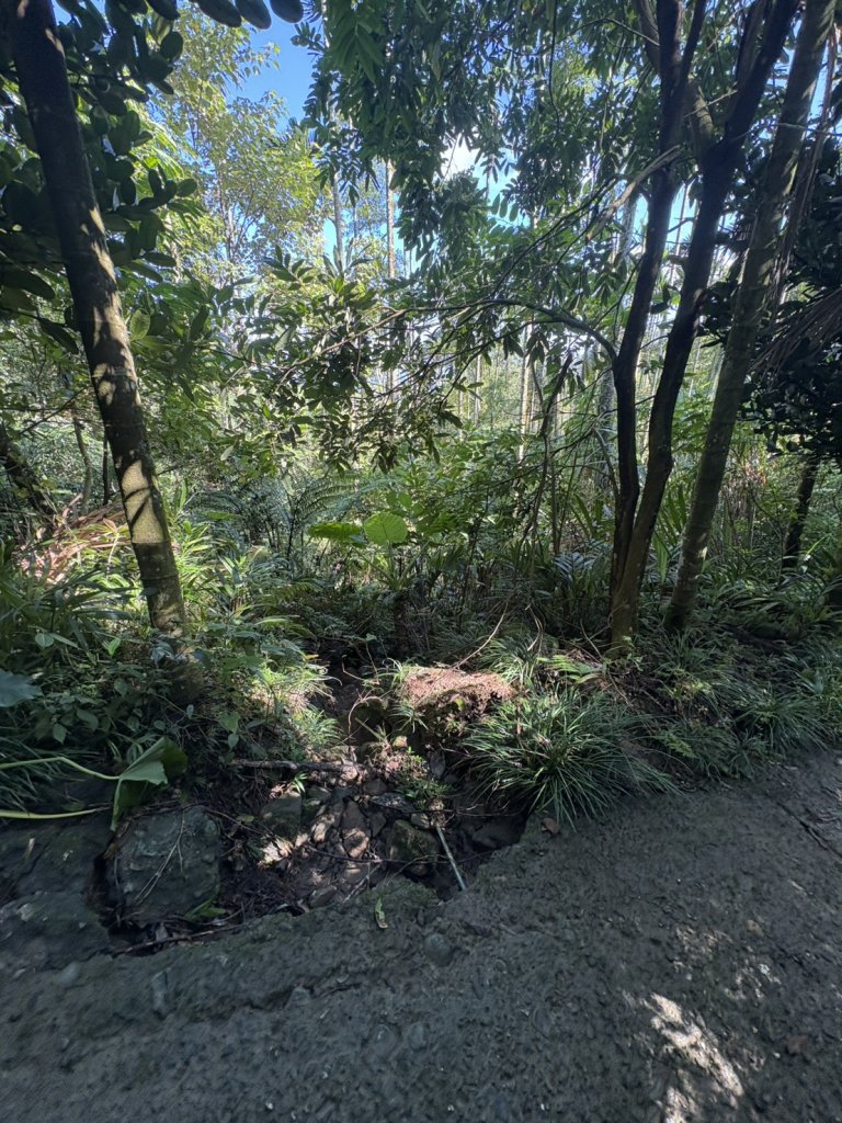 20250830台南關仔嶺大凍山步道_2914670