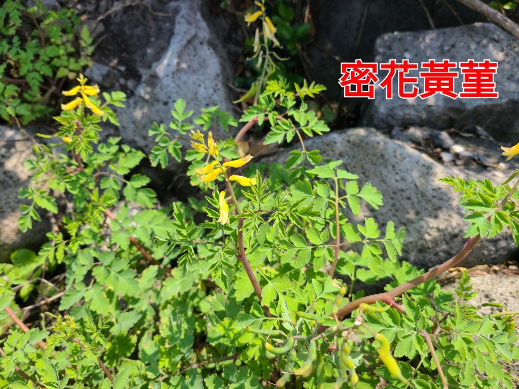 基隆嶼+小百岳槓子寮山(砲台)_2106264