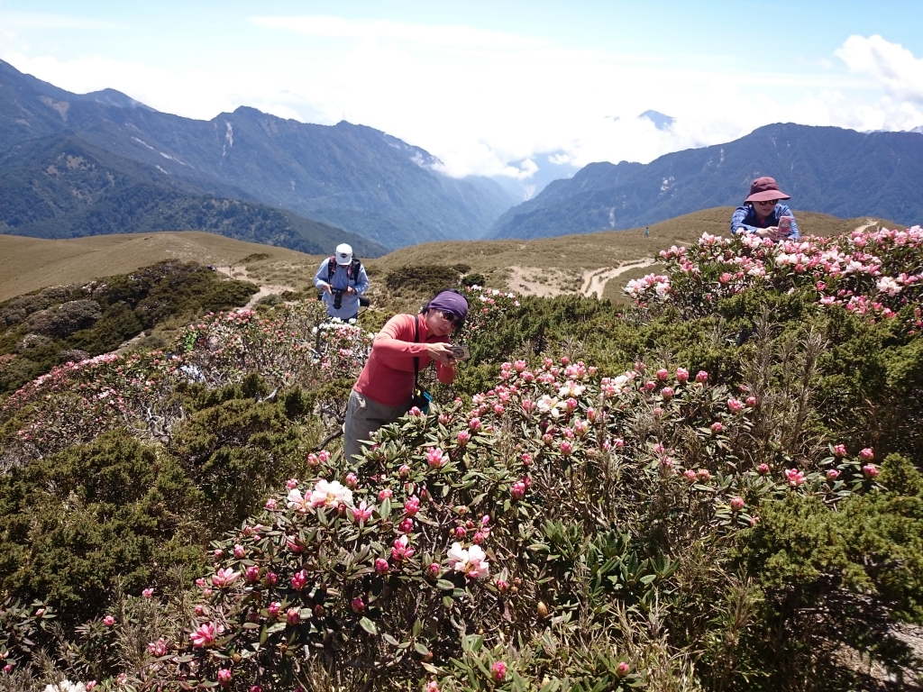 合歡北峰的玉山杜鵑花開了！_39061