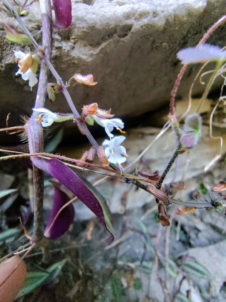 朝聖橋-射鹿部落-高燕部落-旗鹽山-排雲瀑布-沙拉灣瀑布_2771033