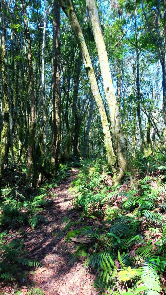 米羅山之木_292436