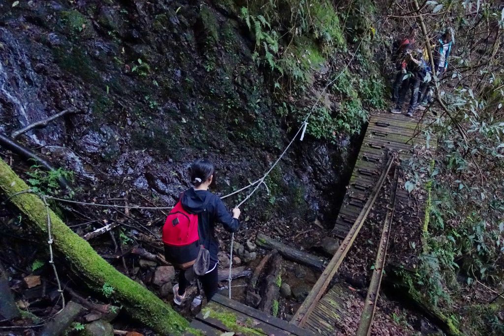 苗栗。加里山 大O型 2018.03.1_293850