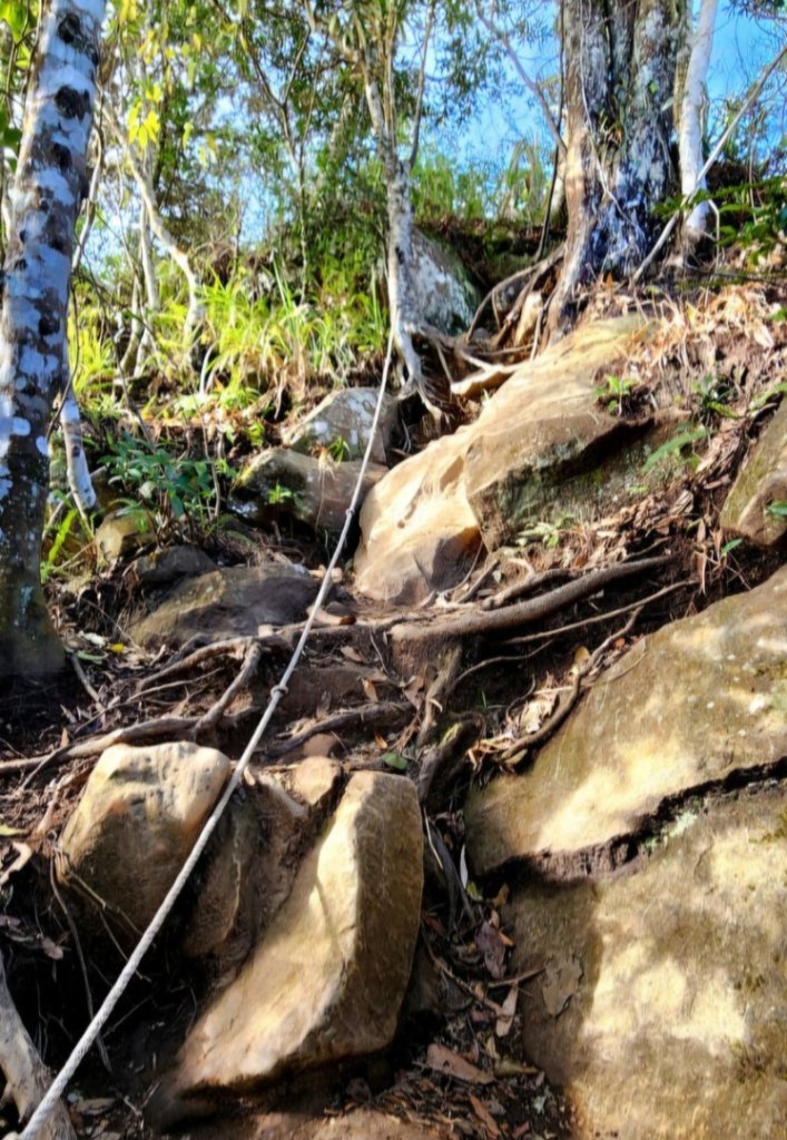 【中級山縱走 】向天湖山，三角湖山，光天高山_2742265