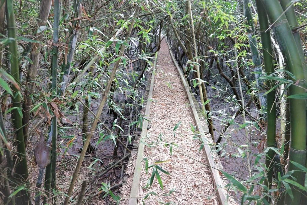 淡水河紅樹林自然保留區，社子島自行車道 延平河濱公園 中正紀念堂 台大椰林步道 板橋新月橋 大安森林_2147032