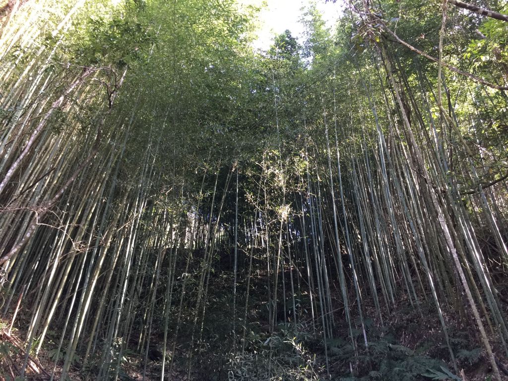 石鹿大山(霞喀羅大山)_古道清泉端_269737