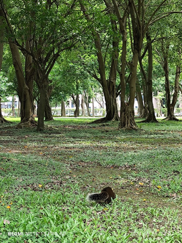 大安森林公園【走路趣尋寶】【臺北健走趣】_2536206