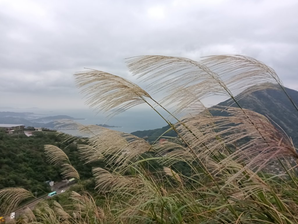 瑞芳區本山地質公園步道+草山公路+百二崁古道+樹梅坪古道O型_2945497