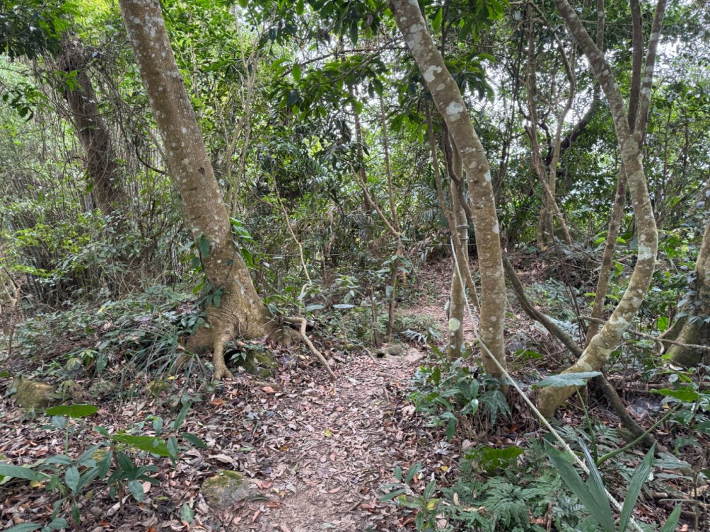 台中市太平區小百岳NO.44暗影山（3-4181）（北稜登山口）_2356562