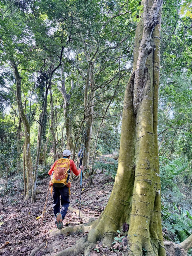再訪八通關社寮古道登陳東坑山    2025.11.25_2946126