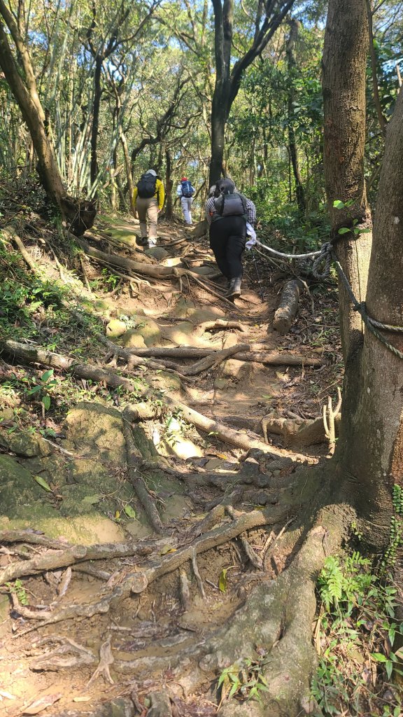 2025-0204 鶯歌_大凍山_三角埔頂山_迴龍_2707843