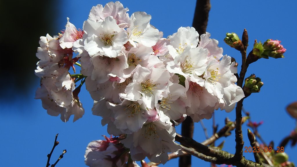 追花是簡單的快樂，賞花是恬淡的幸福。2/28封面圖