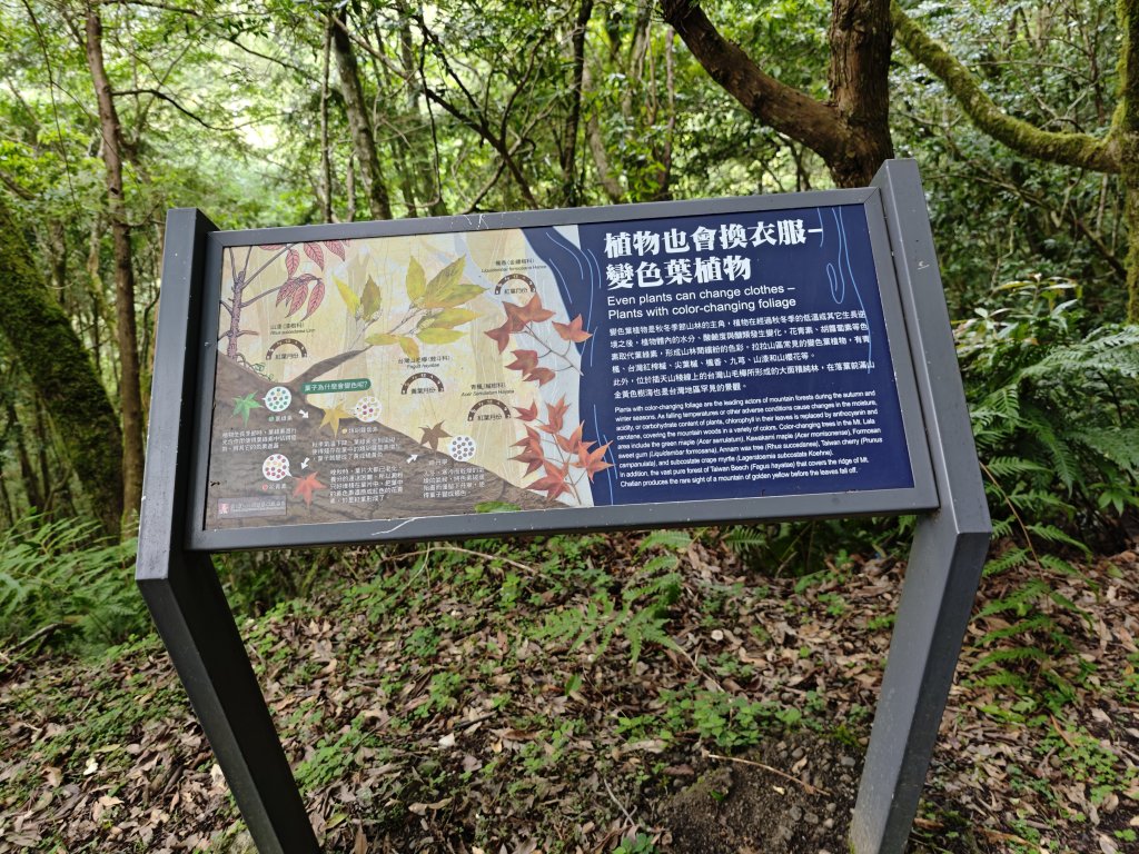 2025_0713 拉拉山神木群步道_2837303