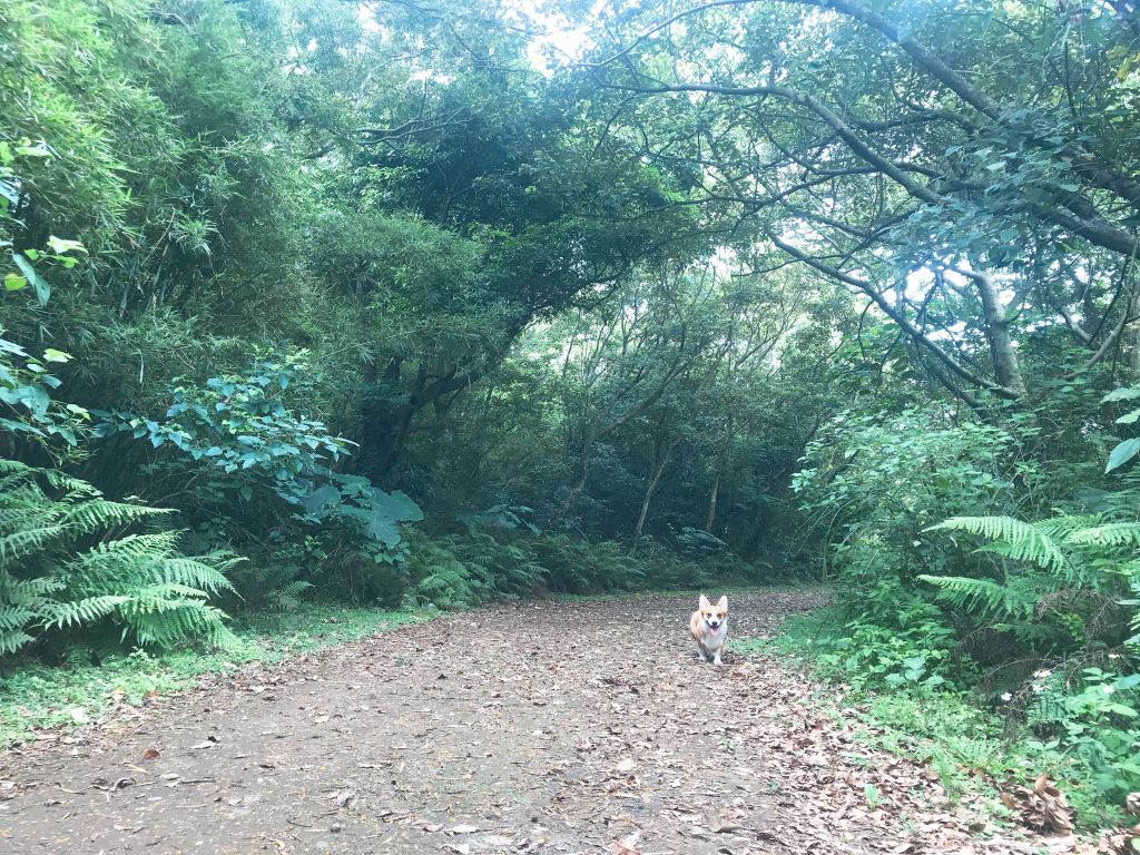 【忠義山親山步道】_342713