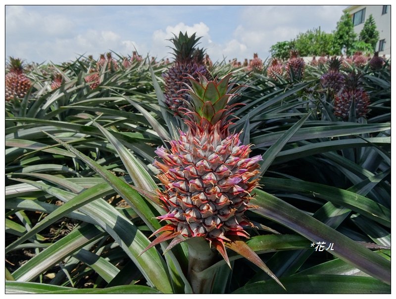 彰化/橫山觀日步道_636173