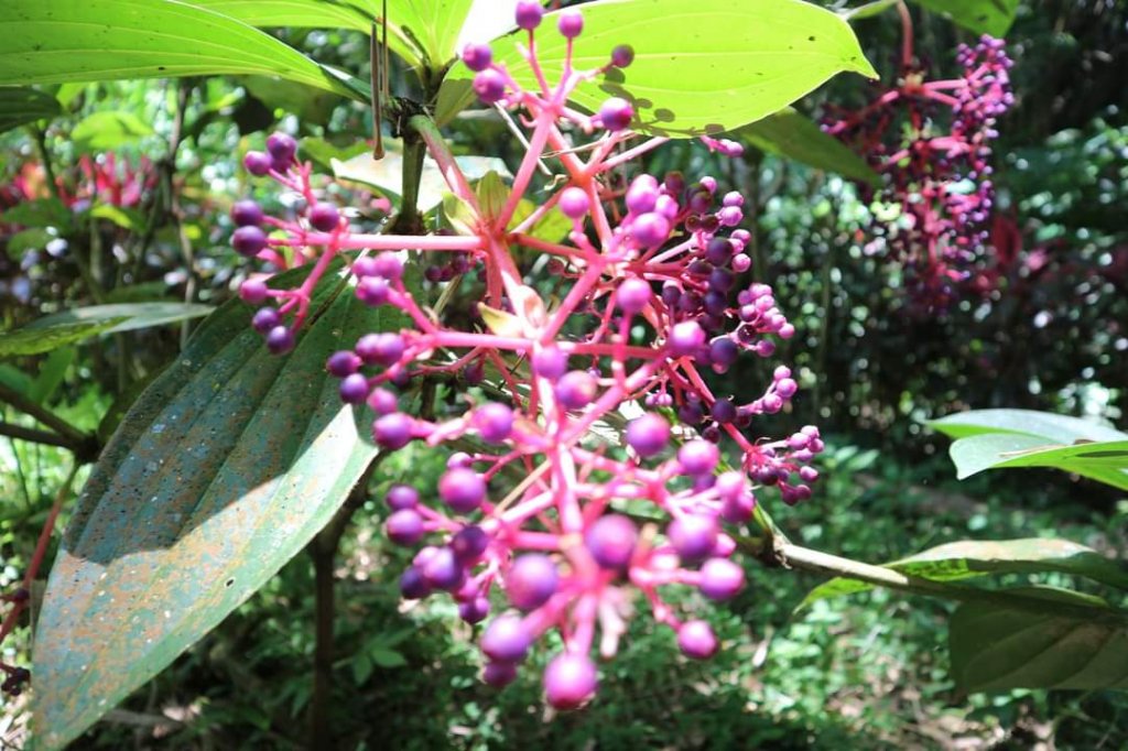 〔石碇〕烏塗溪古道 外按古道。昔日淡蘭古道南路之一段_2235920