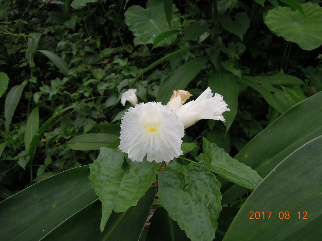 20170812_獨立山_868208