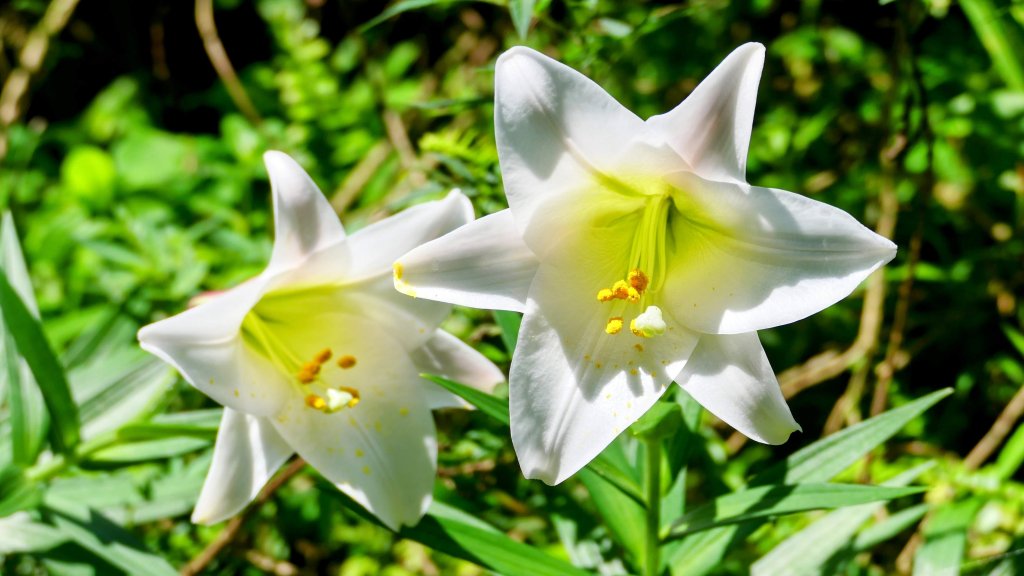 猴崁古道。盧特訪積_2773336