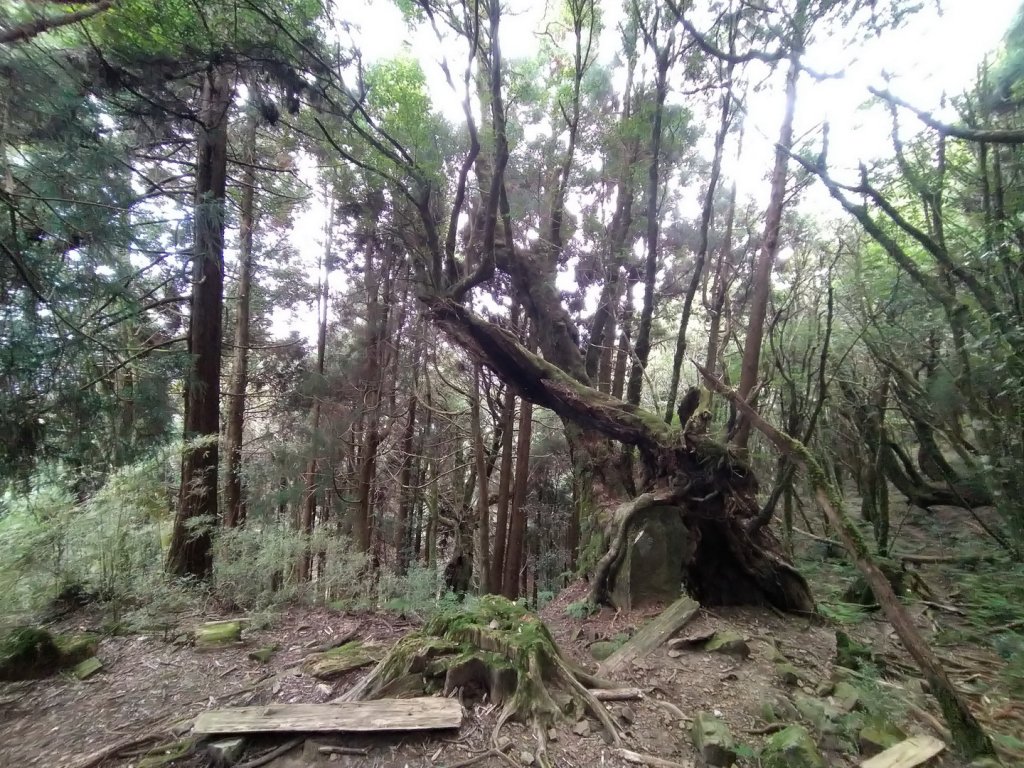 嘉義 阿里山 兒玉山、東水山、北霞山_1486734