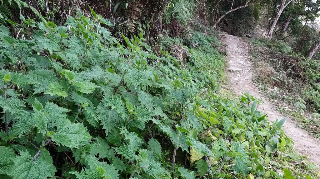 230312-撿一座被遺忘的小百岳#067 竹子尖山。美美兔階梯陡上稜線O型環走一圈。_2116547