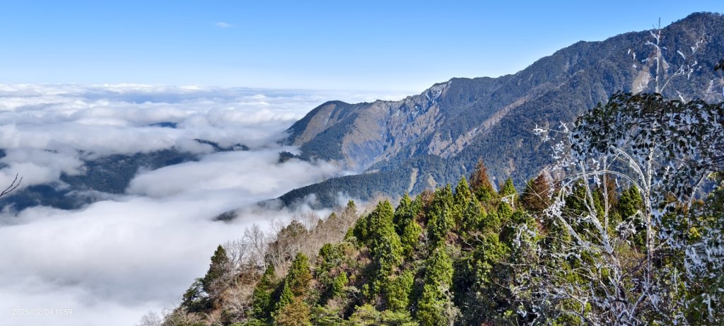 我的2025 第二場雪 #觀雲步道 #雲海 #望洋山 #黃喉貂 #山羌？#水鹿？2/4_2706616