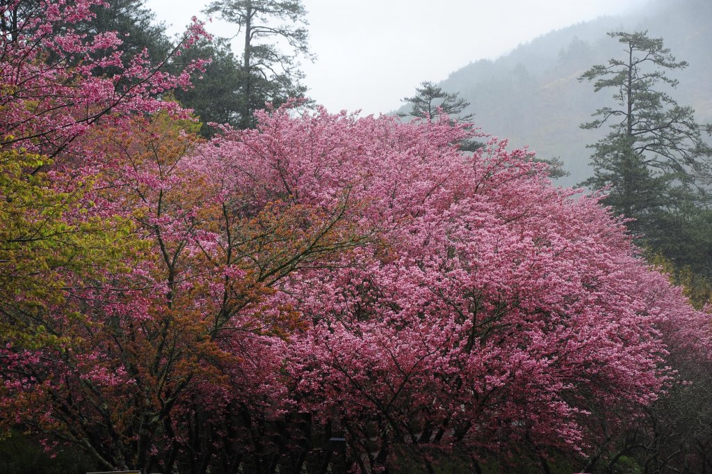 2022 D0219 瘋武陵 : 我的武陵櫻花朝聖之路_1616902