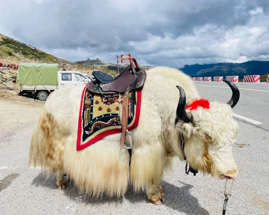 川藏深度之旅33天/A行程_2902868