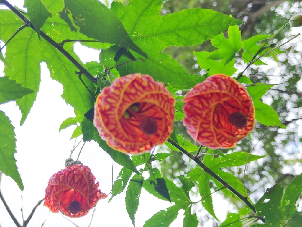 三汀山+暗影山封面圖