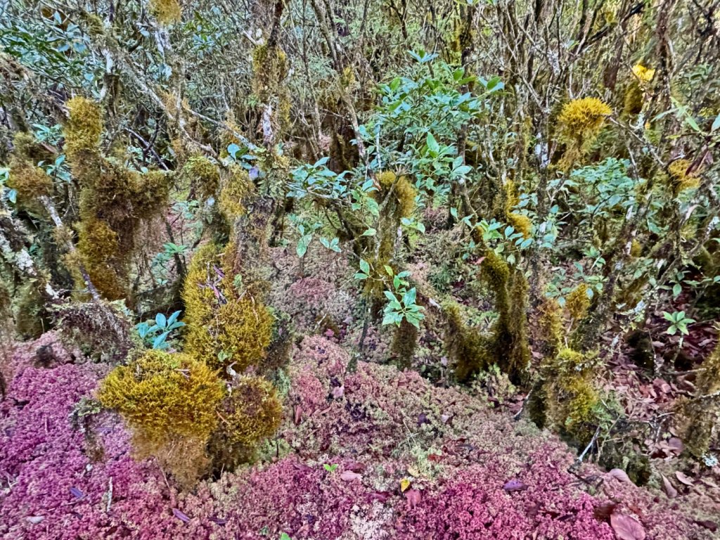 走入魔幻森林 探訪三星池與妹池_2950164