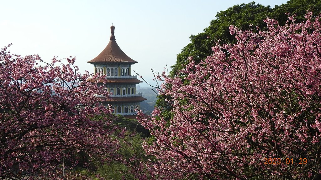 2023第一櫻 - 天元宮後山寒櫻(三色櫻)，櫻花與月亮_2010482