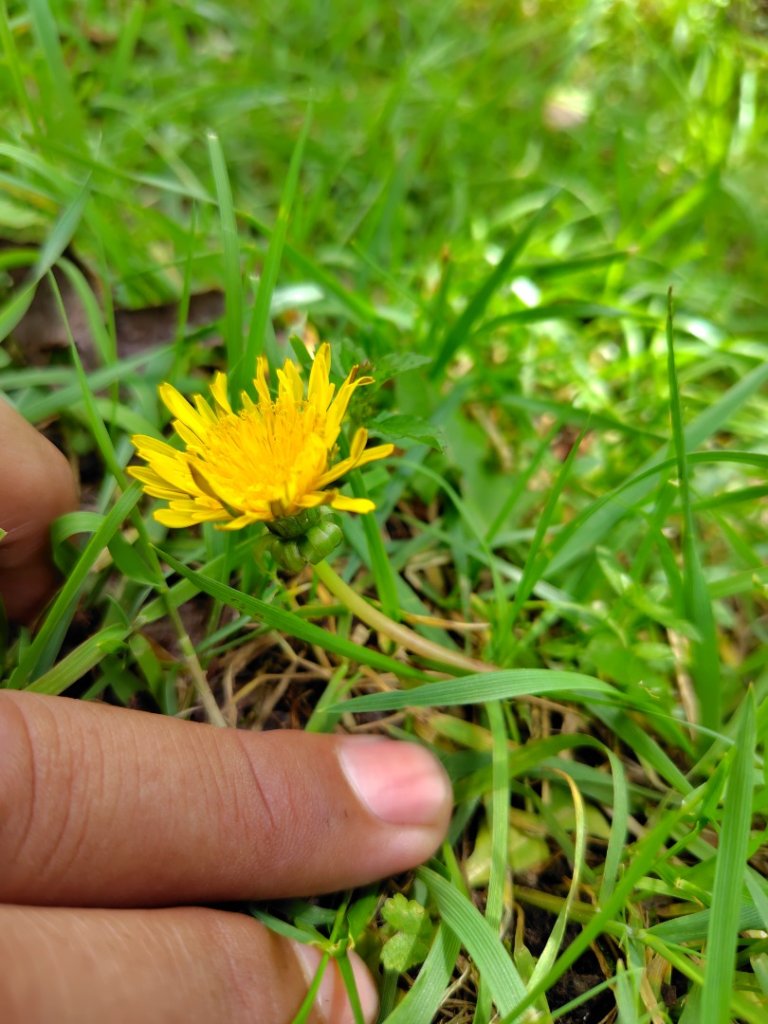 沙里仙林道、沙里仙溪、同富山/埔沙山、東埔山、阿毛巨木_2812572