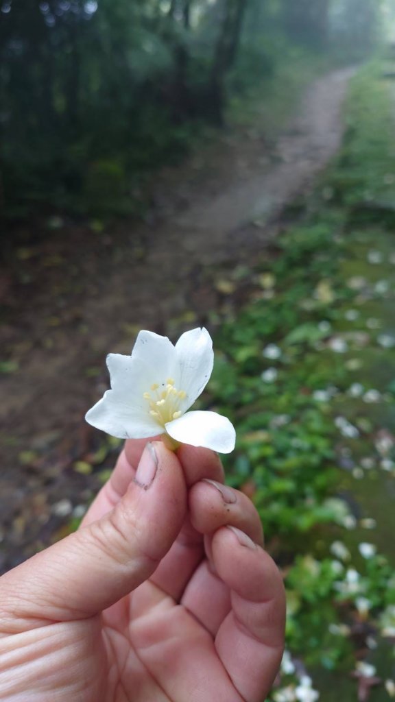 登山山屋封面圖