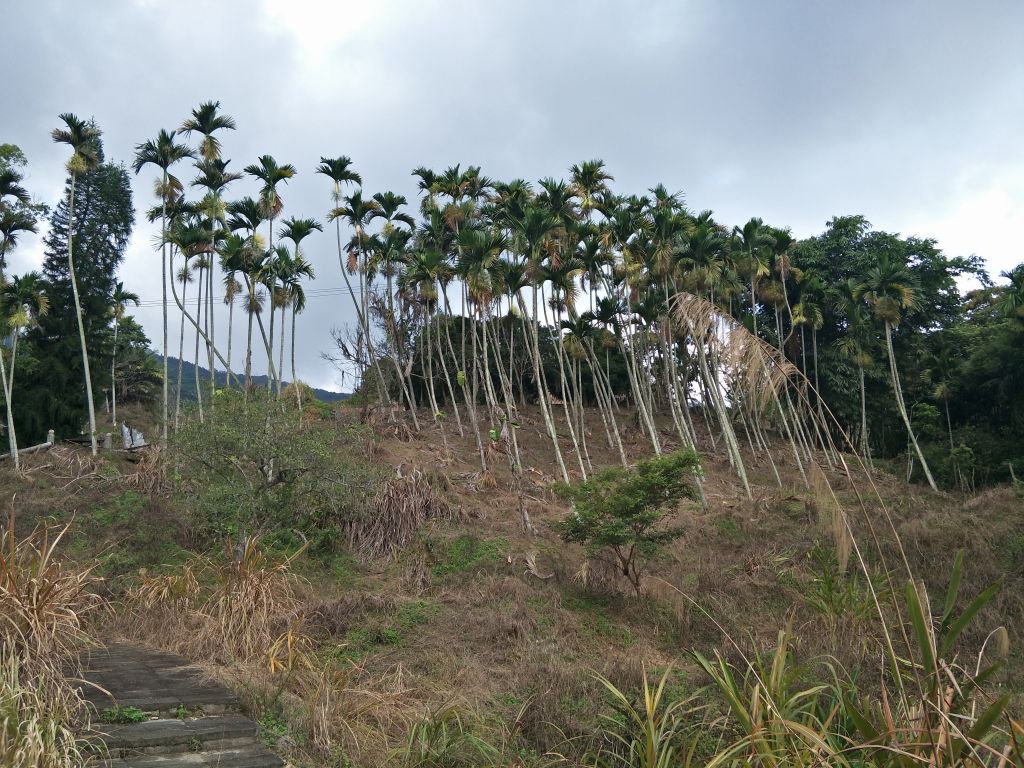 2018 09 06 九份二山步道_400131