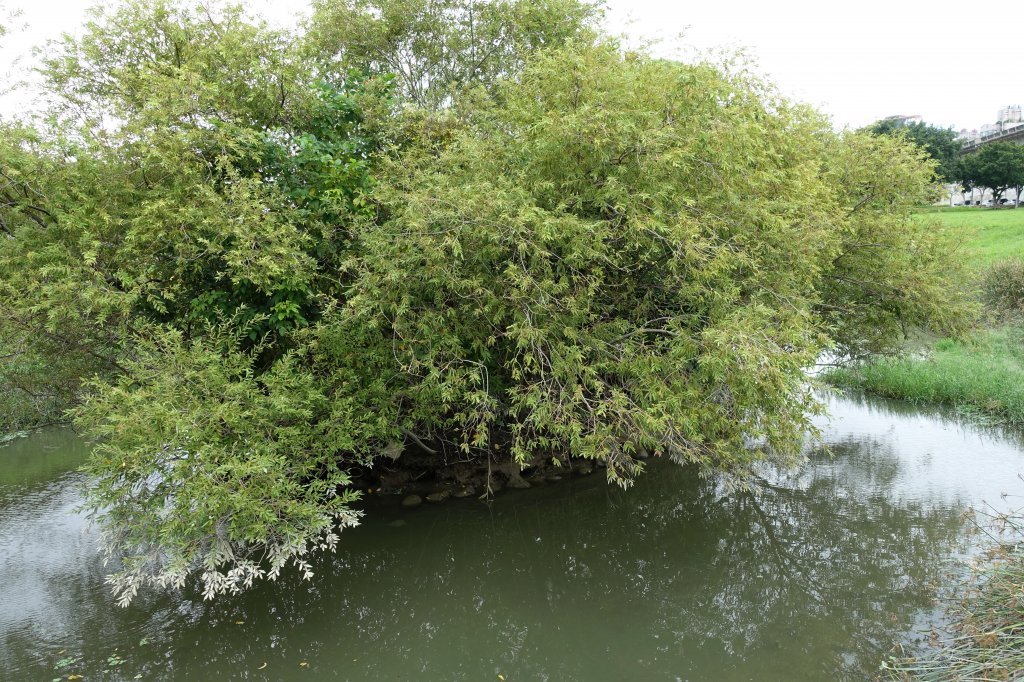 雙園河濱公園．華江雁鴨自然公園_1124220