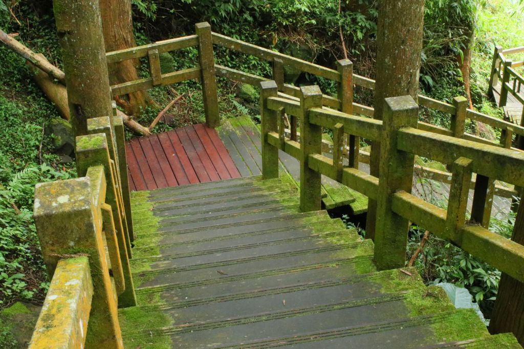 奮起湖台灣杉森林棧道_194548