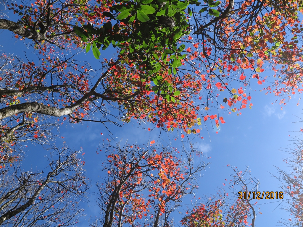 鳶嘴稍來楓紅行 _89566