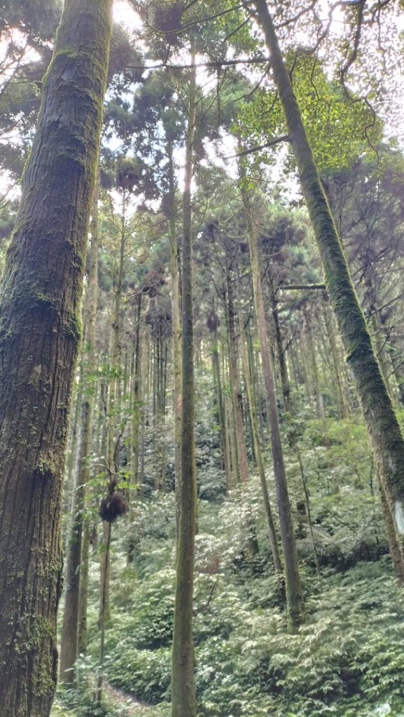 烏來大桶山麓茶園封面圖