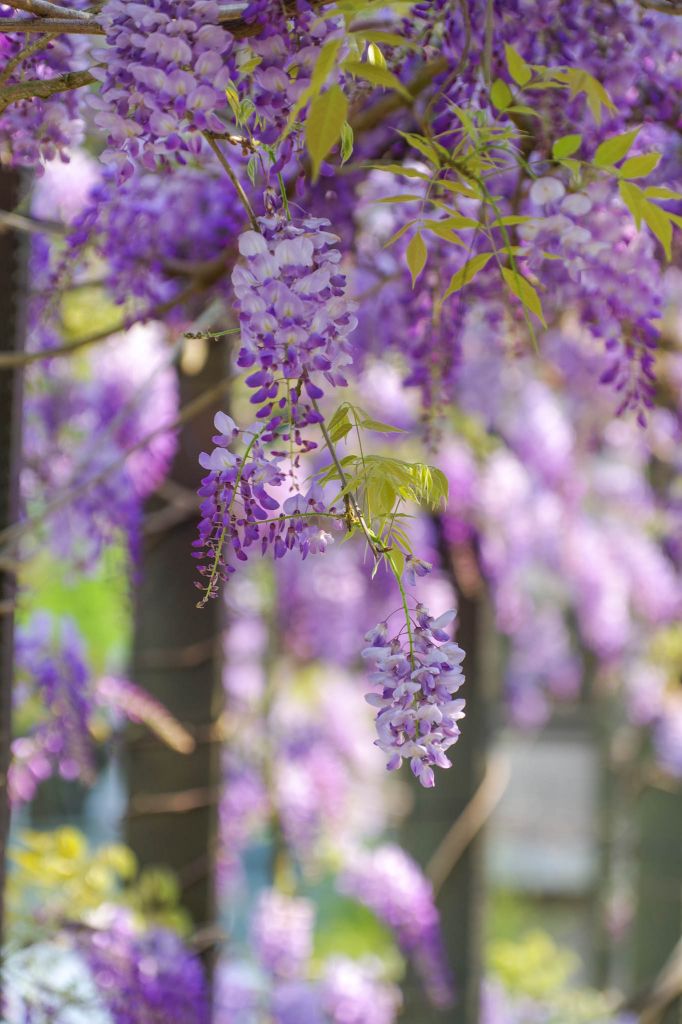 2018瑞里紫藤花季開跑_290615