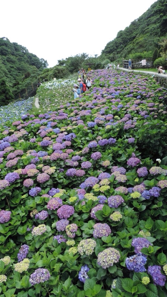 竹子湖繡球花_52047