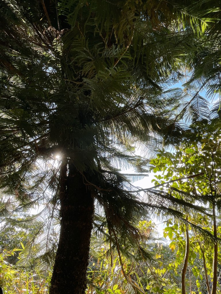 20230114馬那邦山_2583331